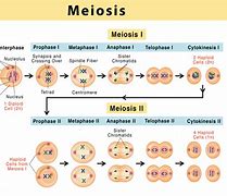 Image result for Meiosis 1 Phases