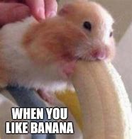 Image result for Hamster Eating Banana Meme