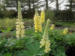 Image result for Lupinus Gallery Yellow