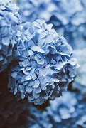 Image result for Most Expensive Flower in World Hydrangea
