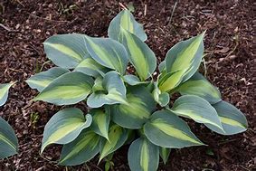 Image result for Hosta Touch of Class