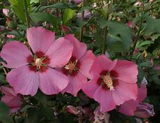 Image result for Hibiscus syriacus woodbridge