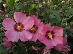 Image result for Hibiscus syriacus   Woodbridge