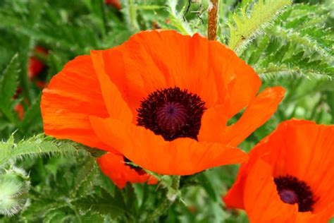 Image result for Oracle Java Commercial Use