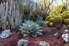 Image result for SouthWest Desert Plants