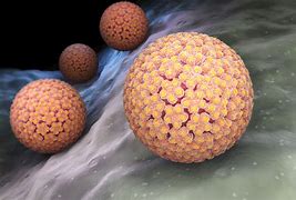 Image result for Genital Human Papillomavirus