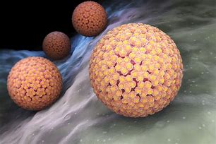 Image result for Human Papillomavirus 6