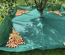 Image result for Water Fruit Trees