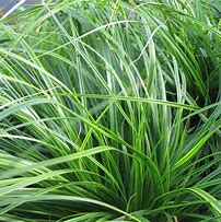 Image result for Carex oshimensis Everlime