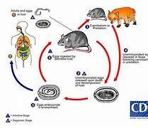 Image result for What Is the Difference Between a Germ and a Plague