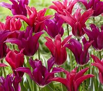 Image result for Tulipa Purple Doll