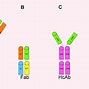 Image result for Antibody cDNA Library