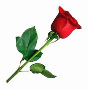 Image result for Rose Images with Clear Background