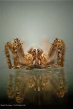 Image result for Baby Huntsman Spider