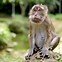 Image result for simians