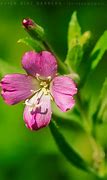 Image result for adelfilla