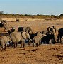 Image result for Holiday Safari Africa