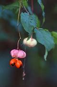 Image result for euonymus_verrucosa