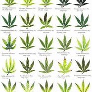 Image result for Marijuana Plant Leaf Problems Chart