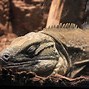 Image result for Big Lizard Looking Animal