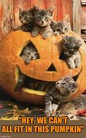 Image result for Pumpkin Cat Meme