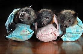 Image result for Cute Bats Sleeping