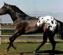 Image result for Black Appaloosa Horse