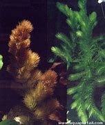 Image result for ceratophyllum_submersum