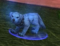 Image result for WotLK Pet Arfus