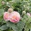 Image result for Alcea rosea double apricot