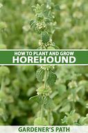 Image result for Horehound Plant Identification