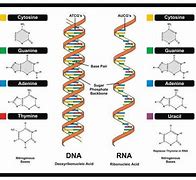 Image result for DNA vs RNA Chart