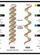 Image result for DNA vs RNA Bases