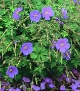 Image result for Geranium himalayense ‘Baby Blue’