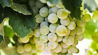 Image result for Uni Blanc Grape