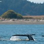 Image result for Gray Whale Facts