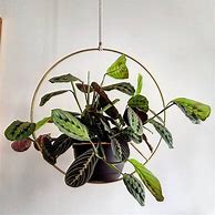 Image result for Brass Ring Indoor Plant Hangers