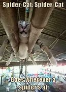 Image result for Spider Cat Meme
