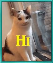 Image result for Hello Cat Meme