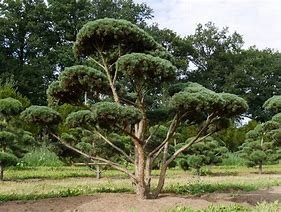Pinus sylvestris Watereri に対する画像結果