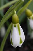 Image result for Galanthus plicatus Philippe Andre Meyer