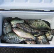 Image result for Cooler Full of Fish