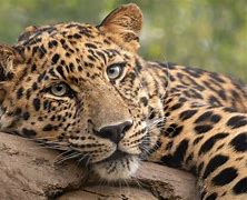 Image result for leopard