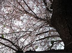Image result for Yokohama Japan Cherry Blossoms