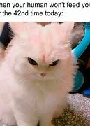 Image result for Catto Meme