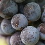 Image result for Sunce Petit Verdot Jordan