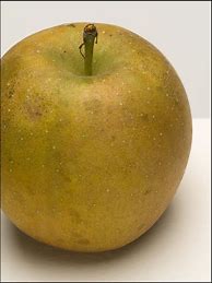 Image result for Golden Apple