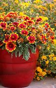 Image result for Scottsdale Arizona Flowers