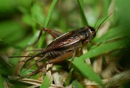 Image result for Grey Cricket Male or Female