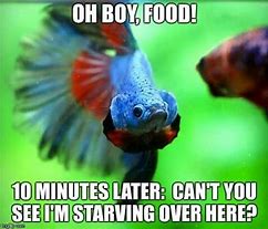 Image result for Maury Fish Meme